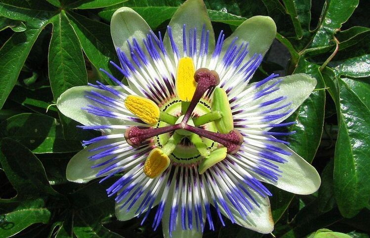 Passiflora pomaga zwalczać pasożyty