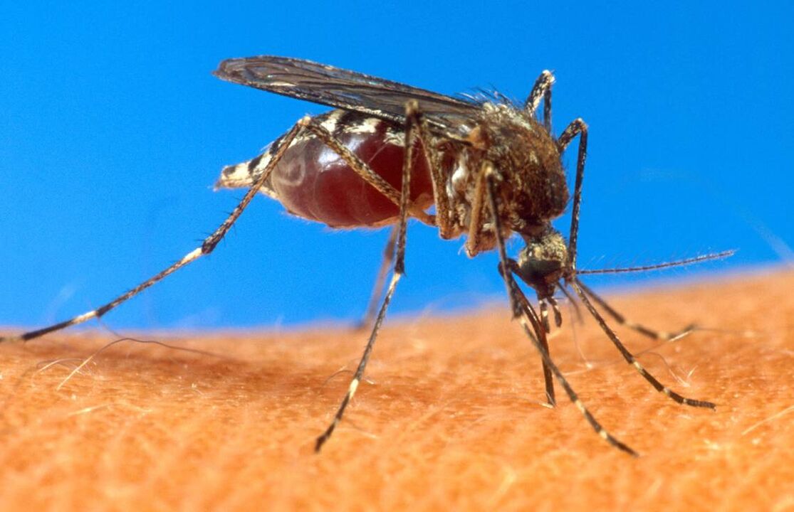 ukąszenie komara jako droga zakażenia robakami